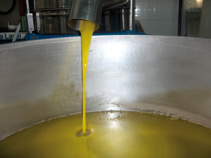 estrazione olio di oliva