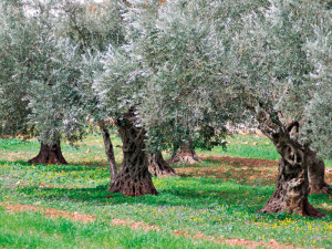 ulivi produzione olio