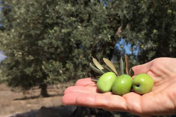 olio di oliva biologico niscia